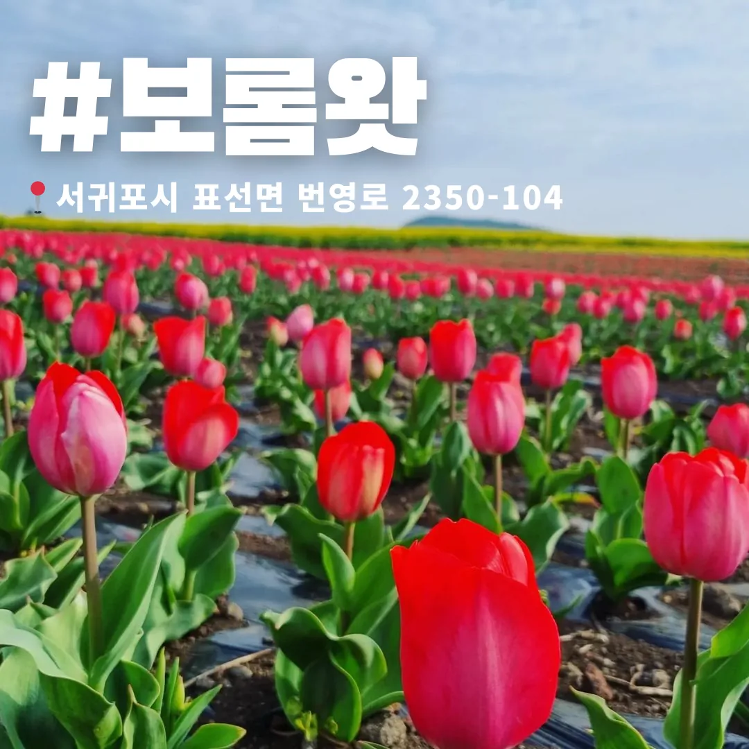 🌷 2024 제주 튤립 축제 일정 간단정리 🌷 이미지 3