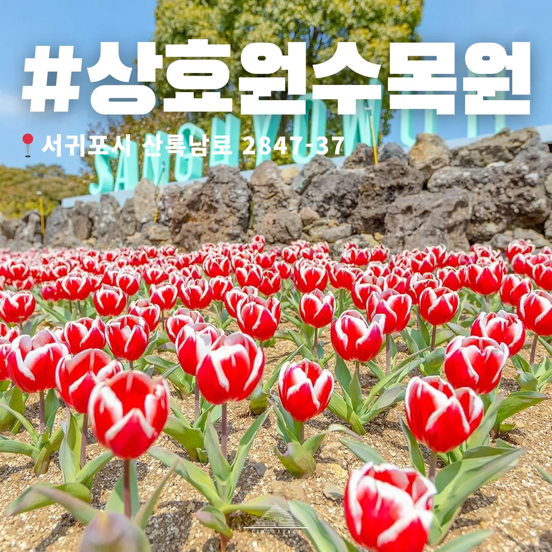 🌷 2024 제주 튤립 축제 일정 간단정리 🌷 이미지 2