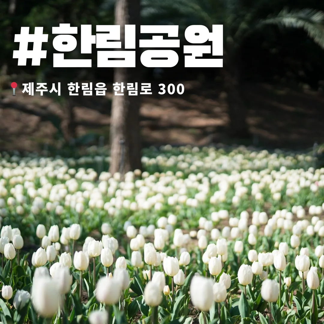🌷 2024 제주 튤립 축제 일정 간단정리 🌷 이미지 1