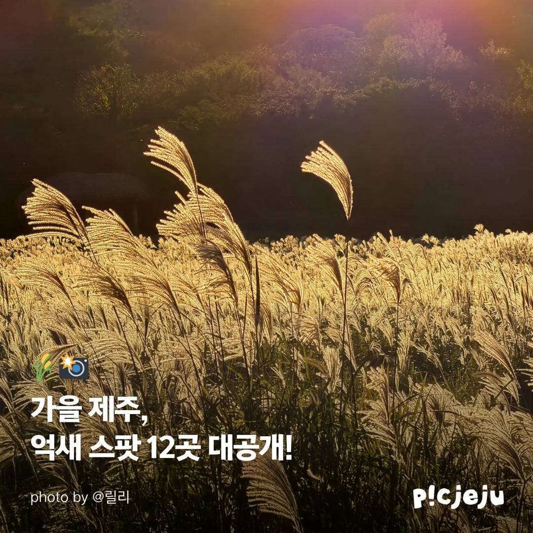 제주 동서로 찢은 억새 맛집 12곳 대공개! 이미지 1