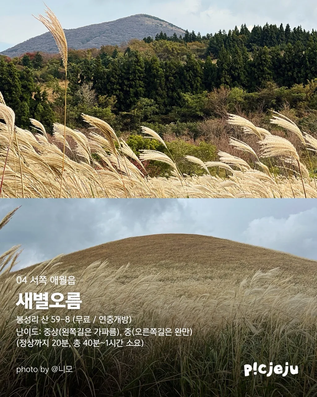 제주 동서로 찢은 억새 맛집 12곳 대공개! 이미지 9