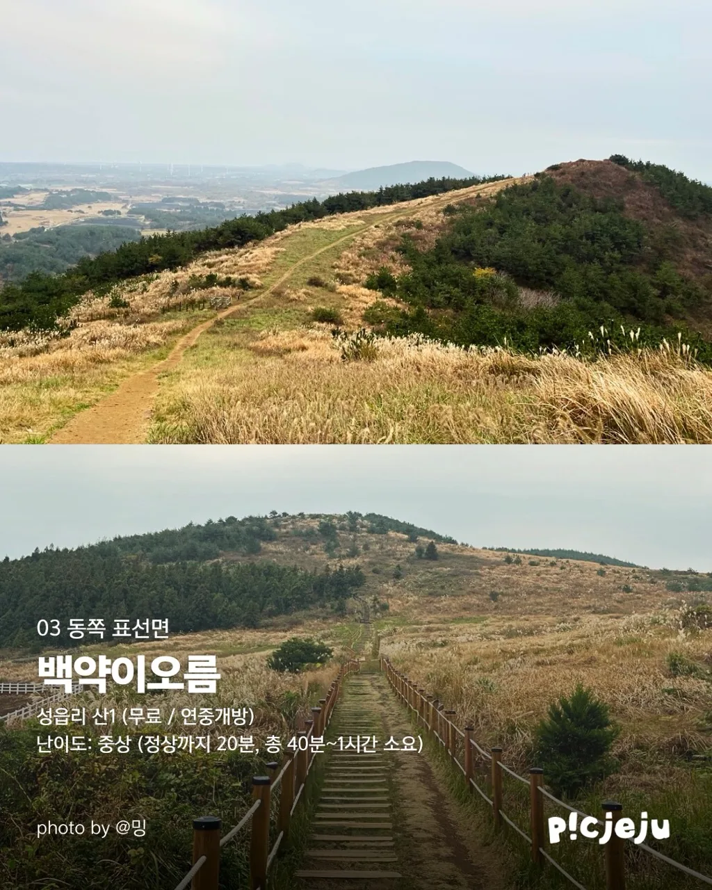 제주 동서로 찢은 억새 맛집 12곳 대공개! 이미지 8