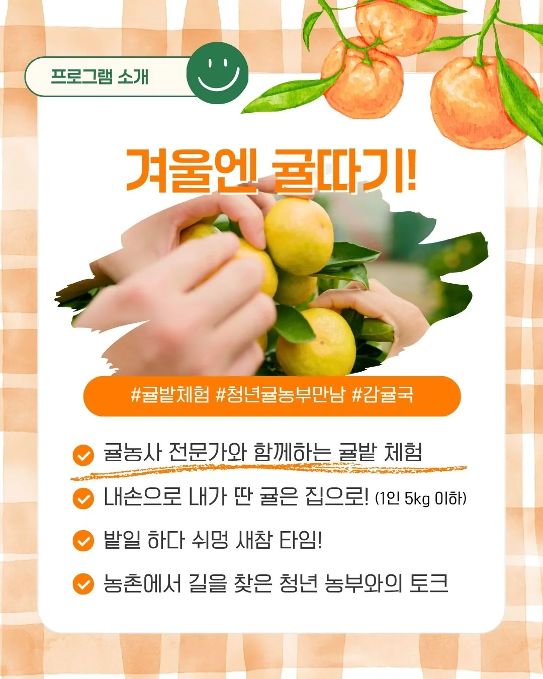 제주는 청년이제철 5탄_겨울엔 귤따기! 이미지 2