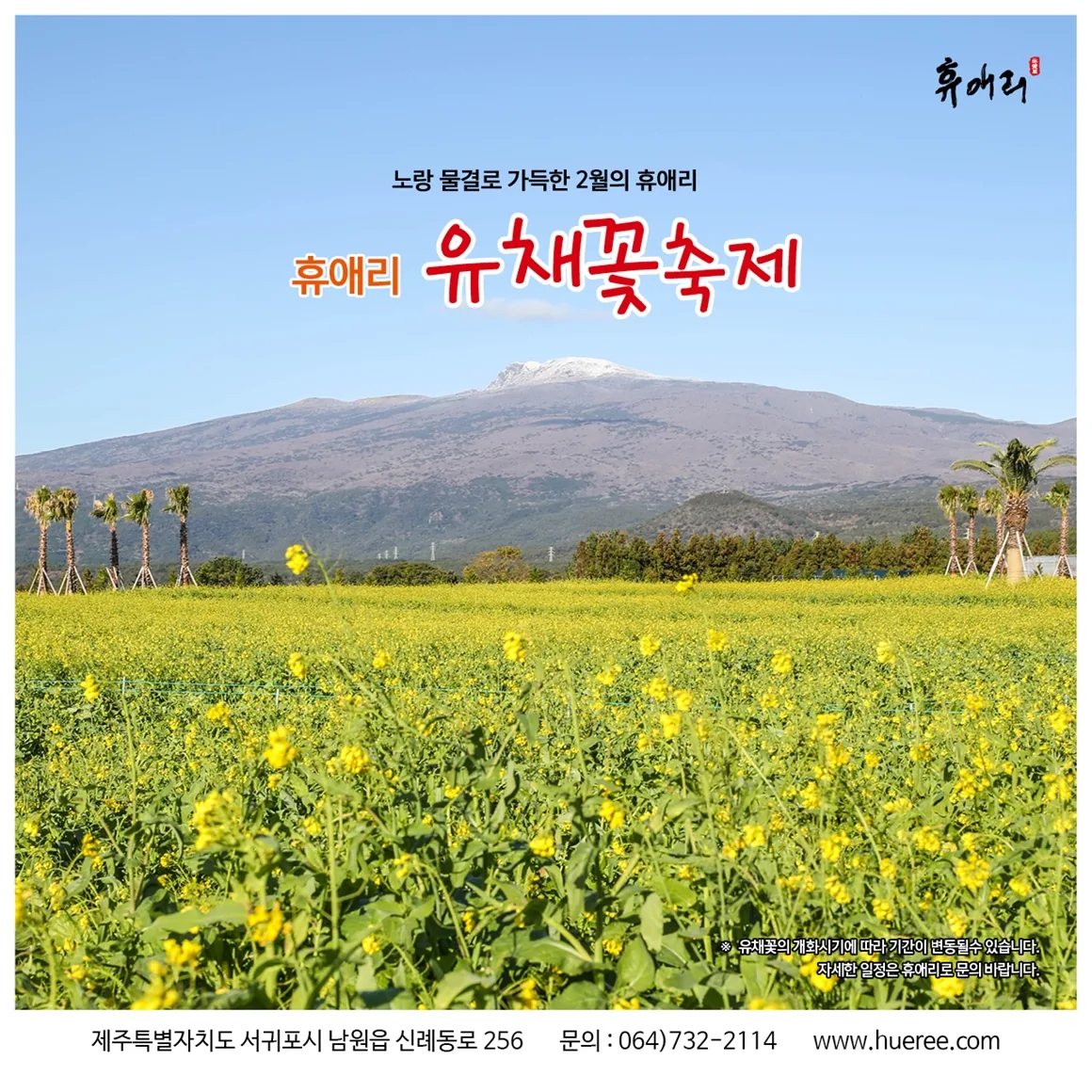 휴애리 <유채꽃축제>