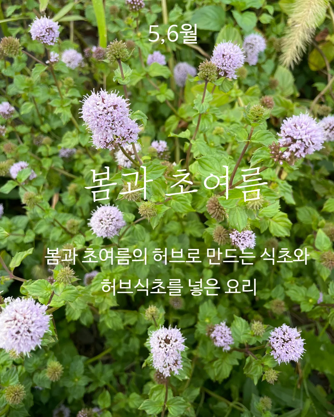 발효생활자 워크숍 ‘봄과 초여름의 허브로 허브식초 만들기‘ 이미지 1