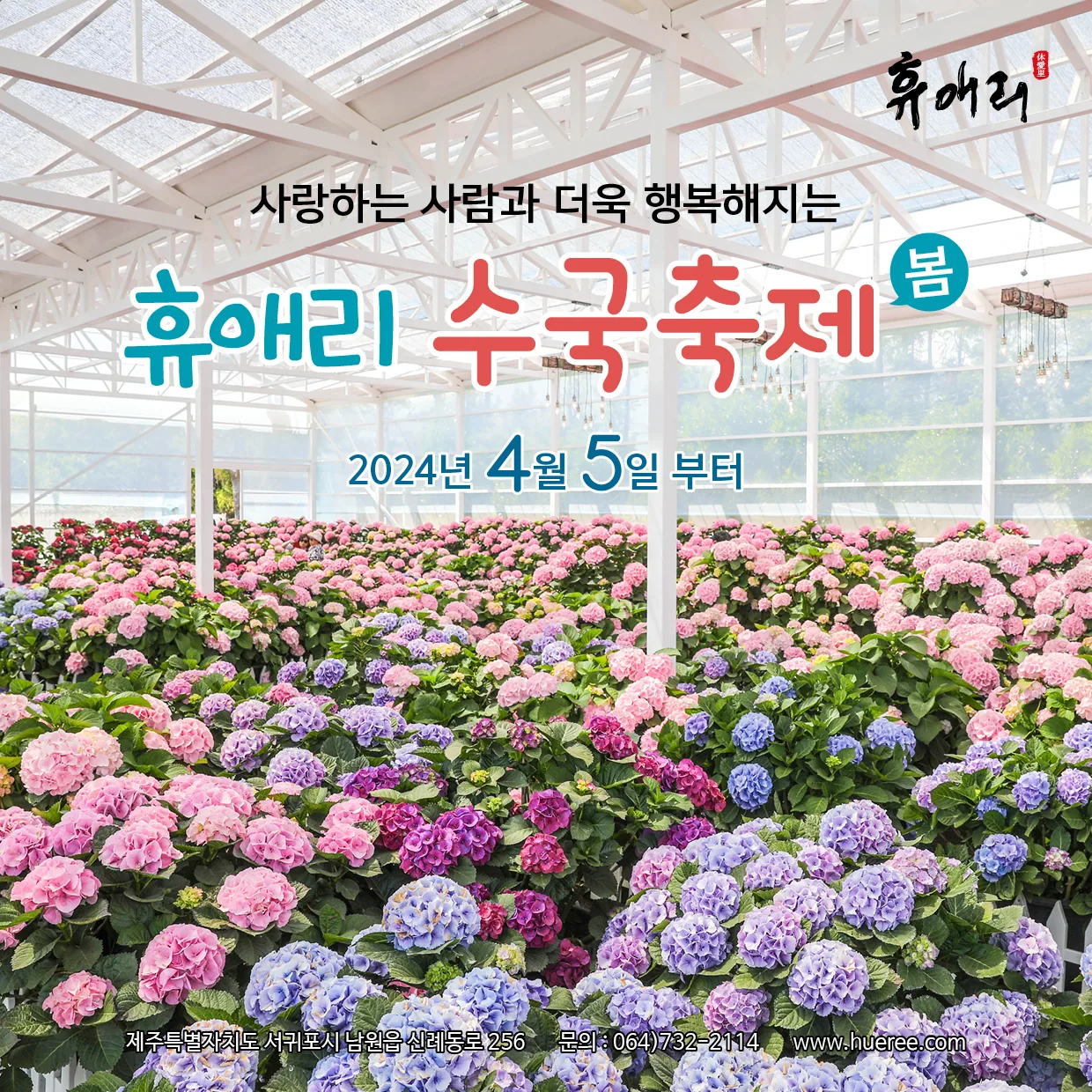 2024 휴애리 수국축제