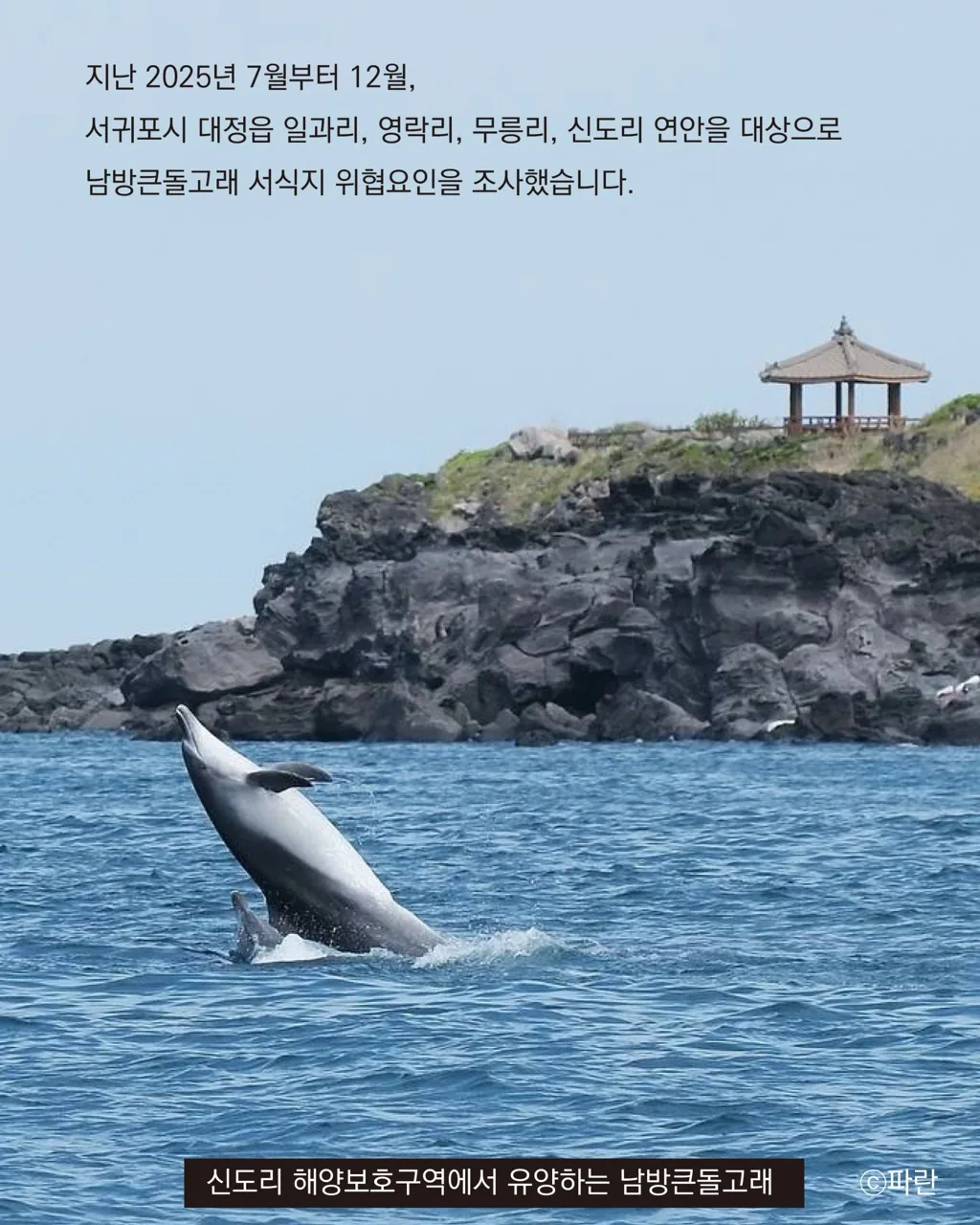제주 남방큰돌고래 서식지 보호를 위한 토론회 이미지 4