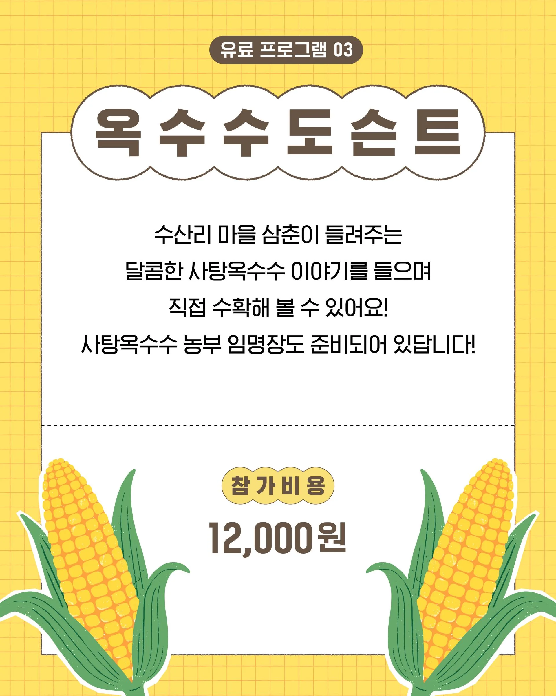 수산리 사탕옥수수 대잔치 : 옥수수처럼 달콤한 여름날의 마을잔치 이미지 1