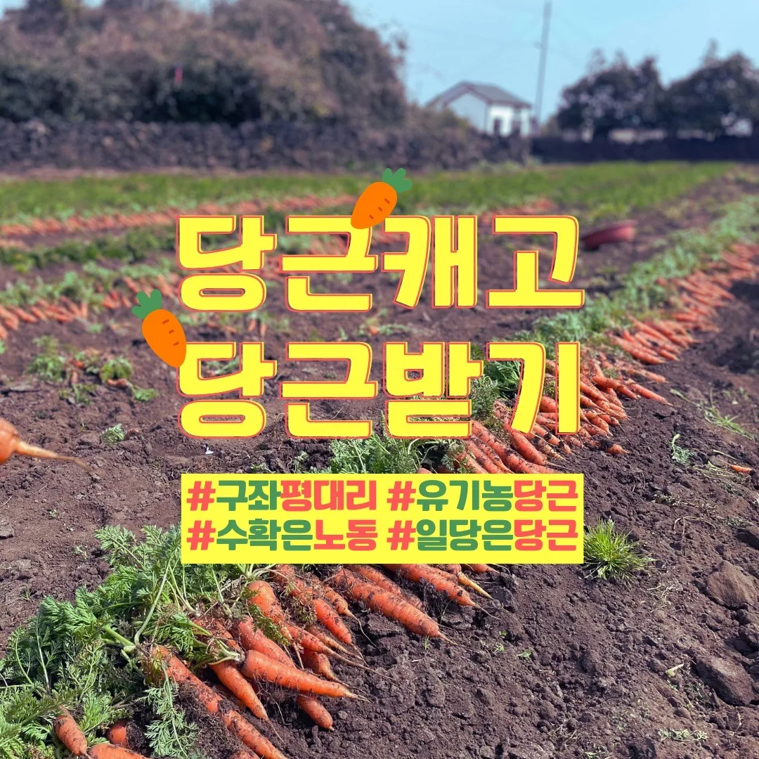 마감 _ [밭일] 평대리 유기농 당근밭으로!