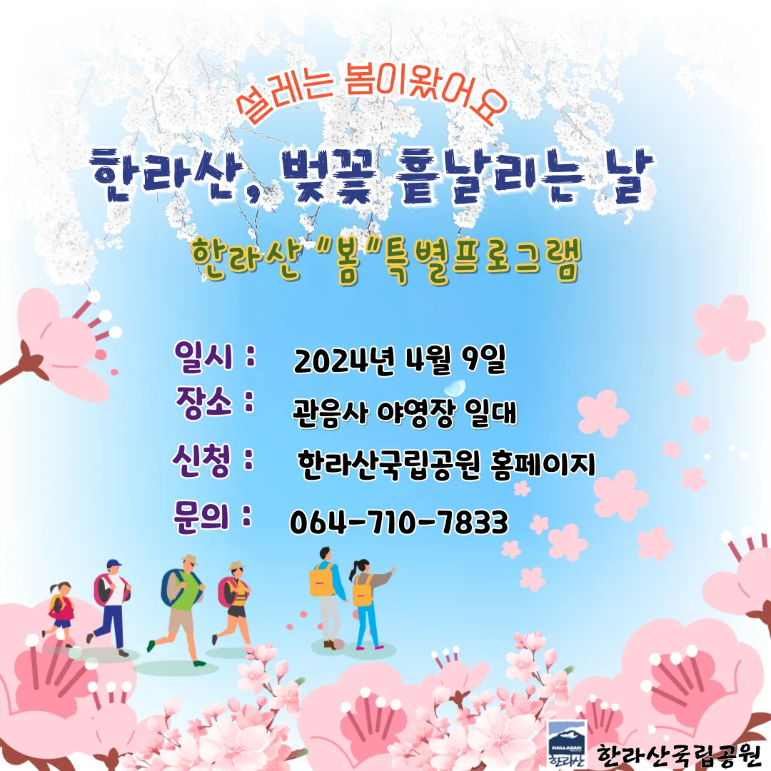 <한라산 봄 특별프로그램> @한라산 이야기, 왕벚나무, 벚꽃차 시음