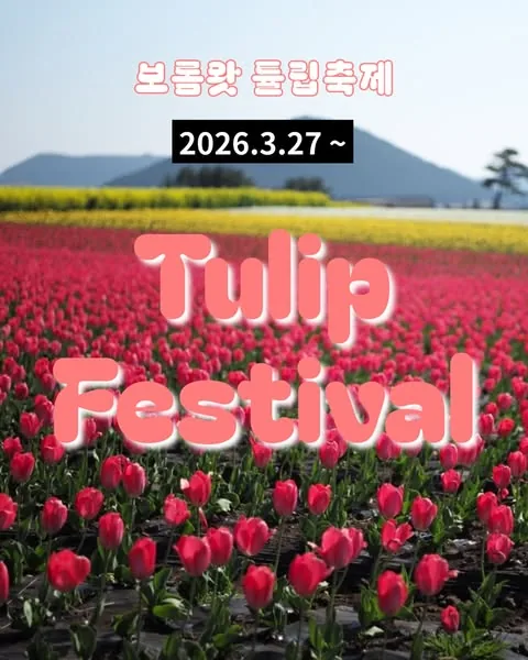2026 보롬왓 튤립축제