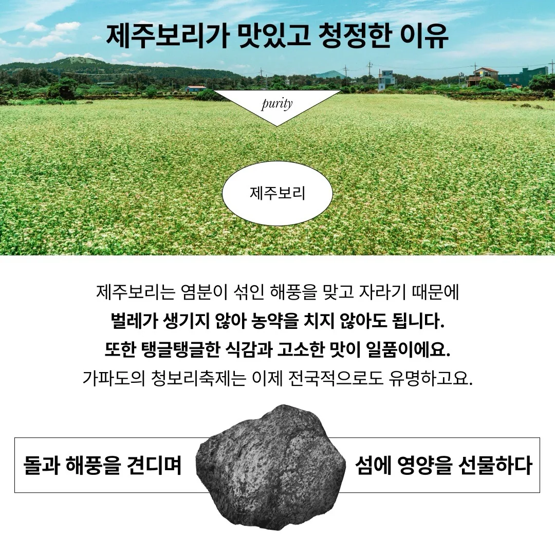 [한정판매]제주보리로 만든 고단백 식사대용 식단관리 쉐이크 제주완벽한단맥질(초코맛)