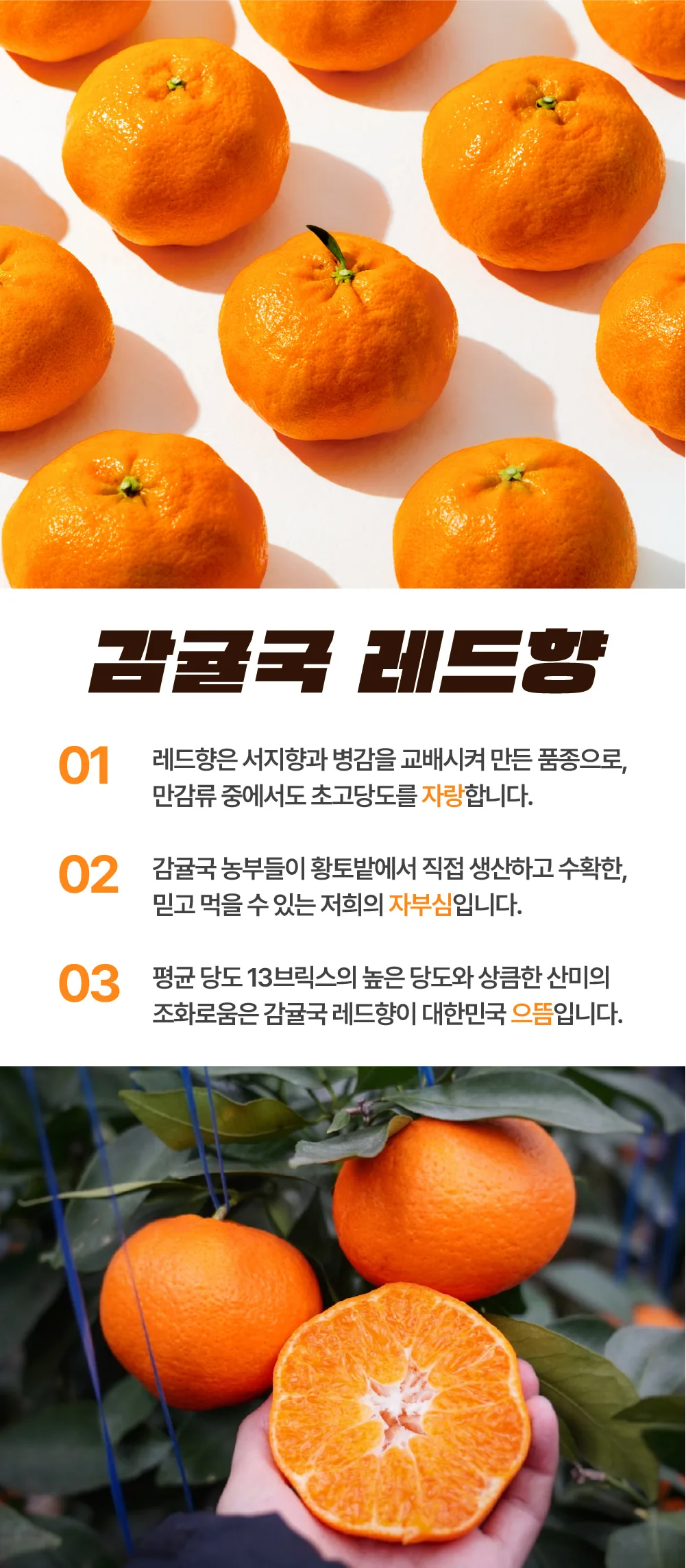 [공구]레드향 5kg, 3kg - 청년 농부 이원재님