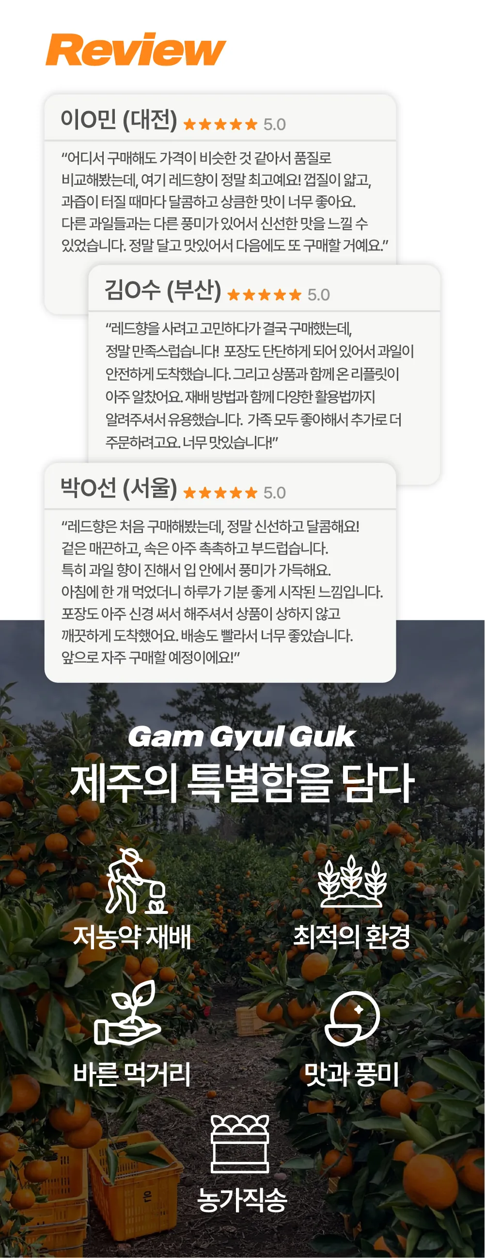 [공구]레드향 5kg, 3kg - 청년 농부 이원재님
